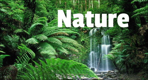 Real Nature Sound FX