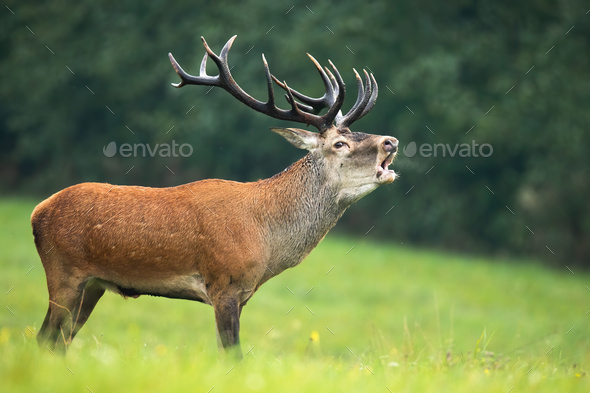 Red deer stag with massive dark antlers roaring in rutting season - Stock Photo - Images