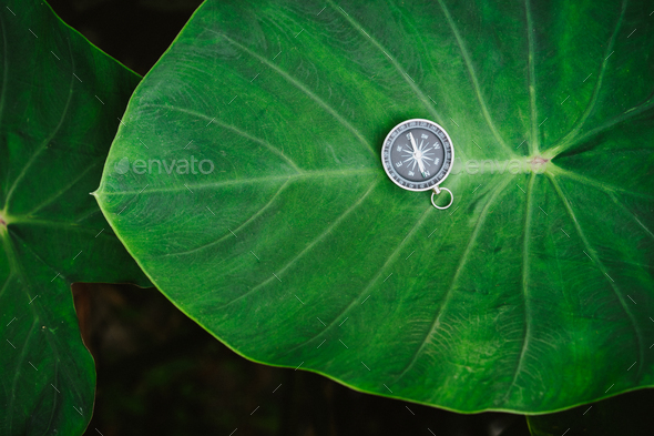 Orientation concept - Analogical Compass laying on the huge deep green colored lotus leaf - Stock Photo - Images
