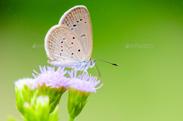 Close up small brown butterfly ( Tiny Grass Blue ) - Stock Photo - Images