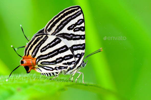 Club Silverline or Spindasis syama terana butterfly resting on a - Stock Photo - Images