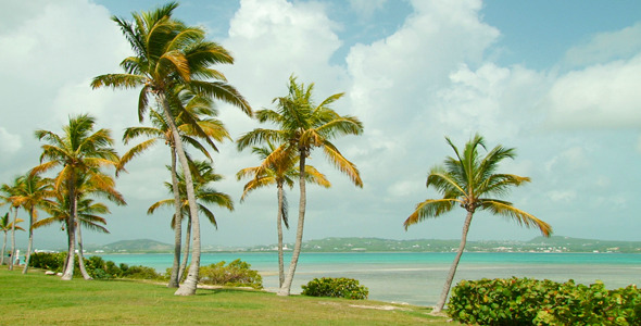 Coconut Trees In The Breeze