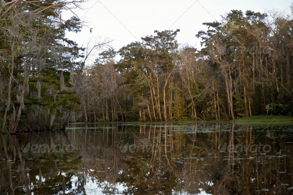 Swamp near New Orleans, Louisiana - Stock Photo - Images