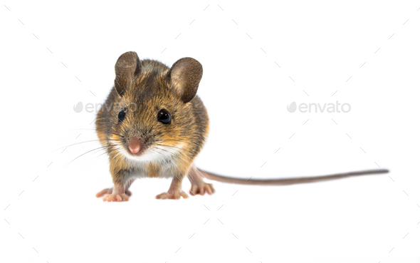 Cute mouse isolated on white background - Stock Photo - Images