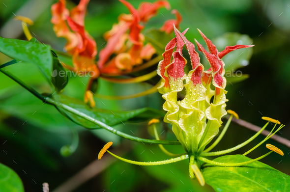 Gloriosa Superba or Climbing Lily flower - Stock Photo - Images