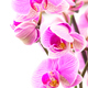 Some Orchids 2 - PhotoDune Item for Sale