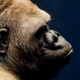 portrait of a gorilla - PhotoDune Item for Sale