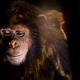 sad chimpanzee - PhotoDune Item for Sale