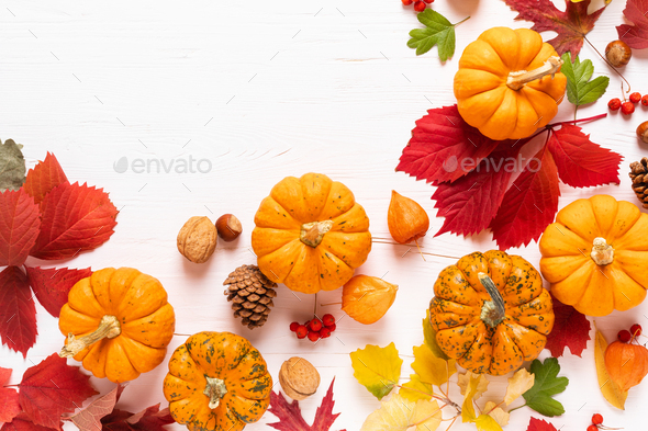 Autumn pumpkins with fall leaves, berries on white background. Thanksgiving day or halloween holiday - Stock Photo - Images
