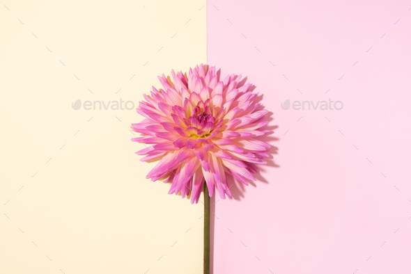 Pink dahlia flower on pastel yellow background. Top view. Flat lay. Copy space. Creative minimalism - Stock Photo - Images