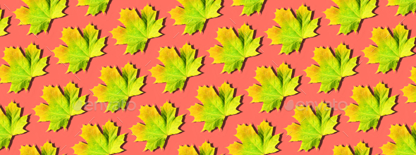 Creative layout of colorful autumn leaves. Banner with yellow, orange and green maple leaves pattern - Stock Photo - Images