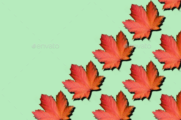 Creative layout of colorful autumn leaves. Banner with red maple leaves pattern on mint background - Stock Photo - Images