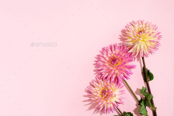Festive flower bouquet over pastel pink background, copy space. Top view. Creative greeting card - Stock Photo - Images