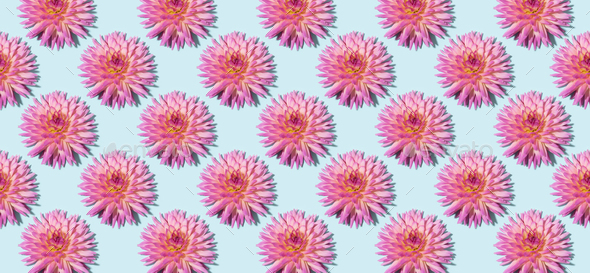 Floral pattern made of pink flowers over pastel blue background. Festive spring and summer - Stock Photo - Images