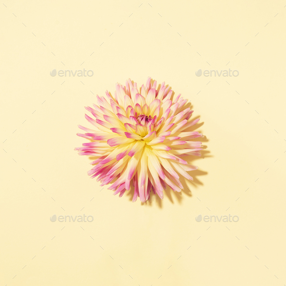 Yellow dahlia flower on pastel background. Top view. Flat lay. Copy space. Creative minimalism still