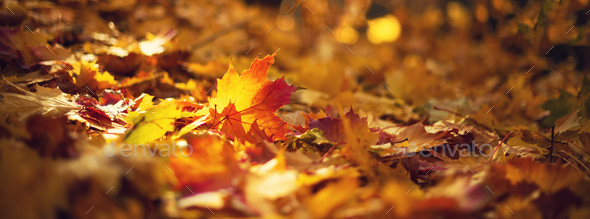 Autumn Leaves Background Yellow Maple Leaf Over Blurred Texture With Copy Space Concept Of Fall Stock Photo By Jchizhe