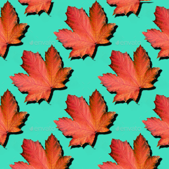 Golden autumn concept. Sunny day, warm weather. Red maple leaf on mint turquoise background with - Stock Photo - Images