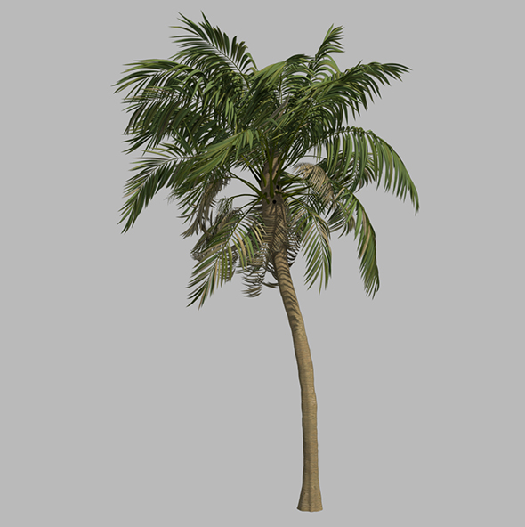 Palm Tree - 3Docean 24756391