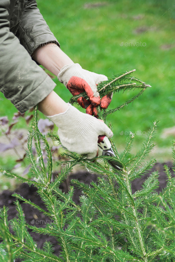 woman with scissors cutting old fir tree branch - Stock Photo - Images