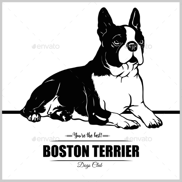 Boston Terrier Dog, Vectors GraphicRiver