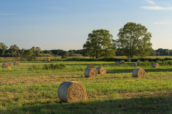 Rural landscape near Capalbio, in Maremma, Tuscany - Stock Photo - Images