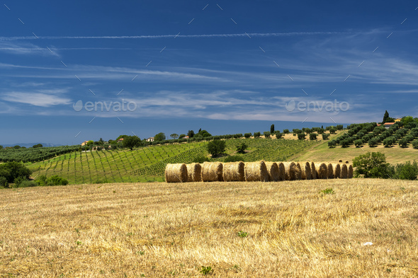 Rural landscape in Maremma at summer - Stock Photo - Images