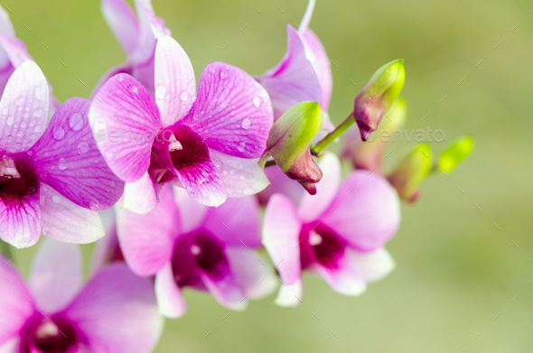 Dendrobium orchid hybrids is white and pink stripes - Stock Photo - Images