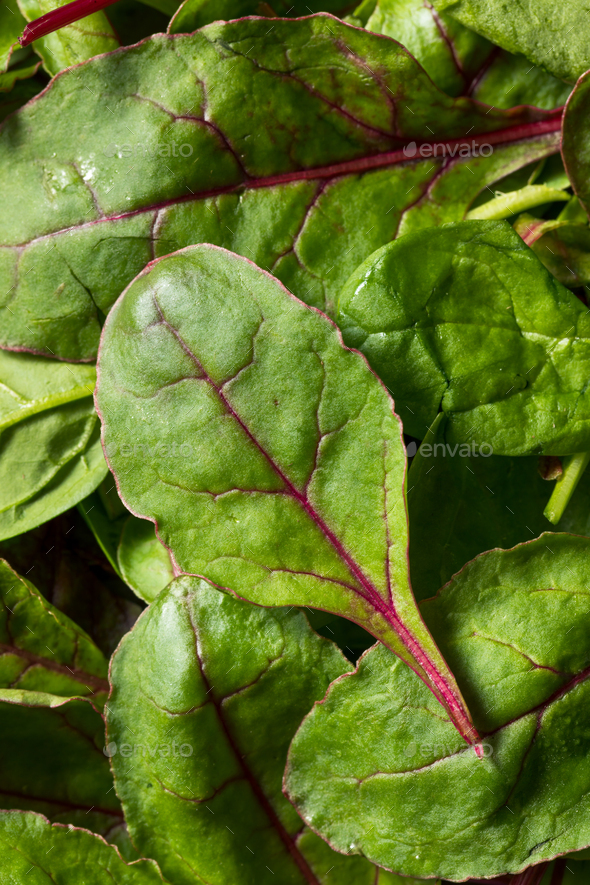 Raw Green Organic Baby Beet Greens Stock Photo by bhofack2 PhotoDune