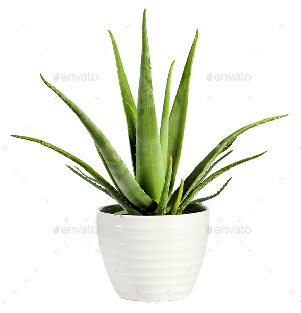 Isolated fresh Aloe vera plant in a flowerpot - Stock Photo - Images
