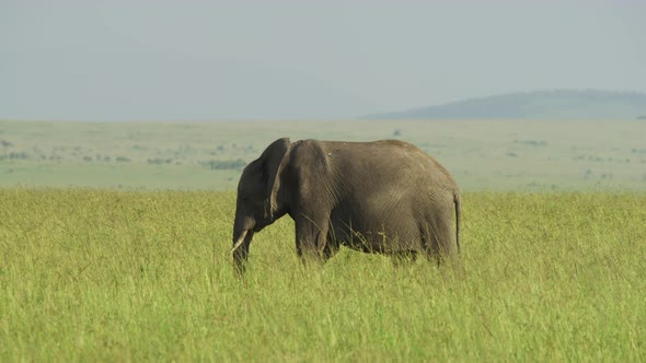 Elephant walking and eating grass alt