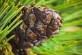 Cone with Nut of Dwarf Stone Pine (Pinus Pumila). Close Up Natural Floral Background, Christmas Mood - PhotoDune Item for Sale
