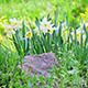 Narcissus On Flower Bed - VideoHive Item for Sale