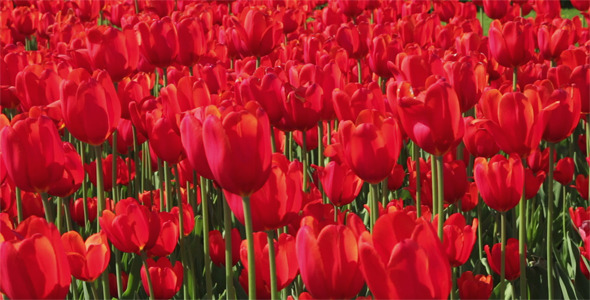 Red Tulips As Background