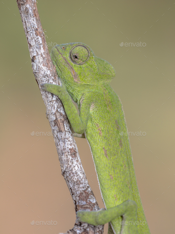 Close up of African chameleon on branch - Stock Photo - Images