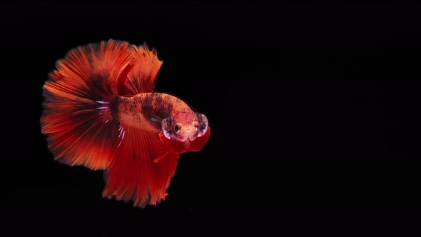 red color Siamese fighting fish alt