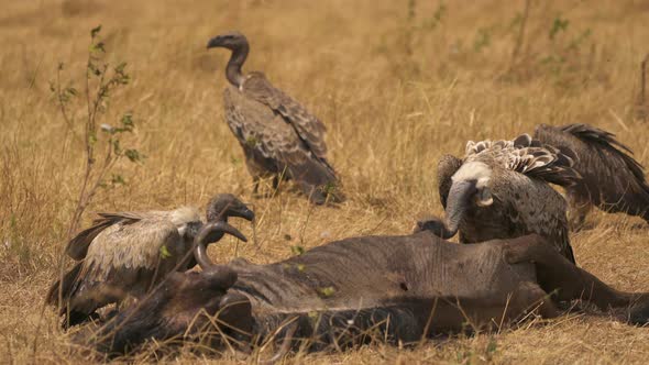 Ruppells vultures near a gnu carcass alt