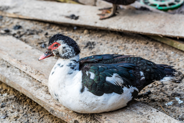 Muscovy duck or Cairina moschata at farmyard - Stock Photo - Images