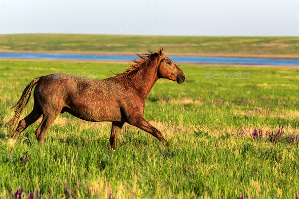 Wild horse runs in the sunlit meadow