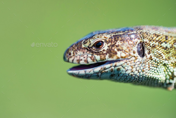 Portrait of happy quick lizard on green background