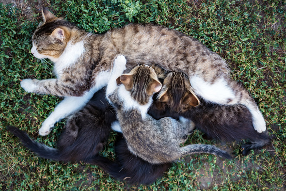 Mom cat 2024 feeding kittens