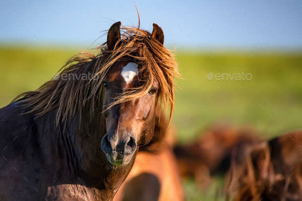 Wild stallion grazing on summer meadow - Stock Photo - Images