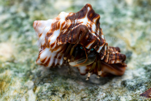 Close-up of hermit crab Calcinus laevimanus - Stock Photo - Images