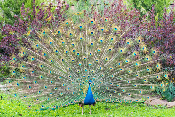 Close up male peacock with fully unfolded feathers of his tail - Stock Photo - Images