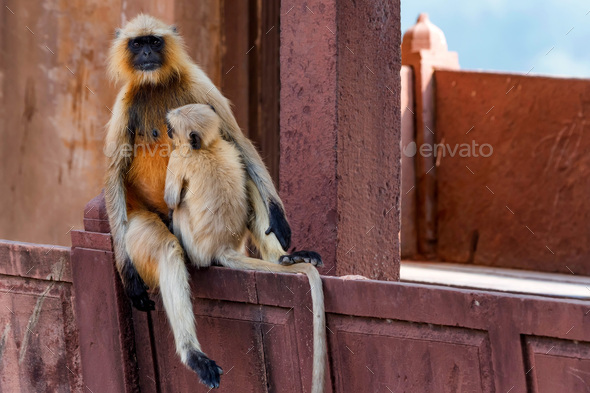 Mother and child of Gray langur or Semnopithecus etellus - Stock Photo - Images