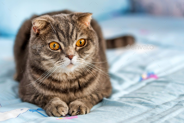 Grey British Shorthair Cat Portrait
