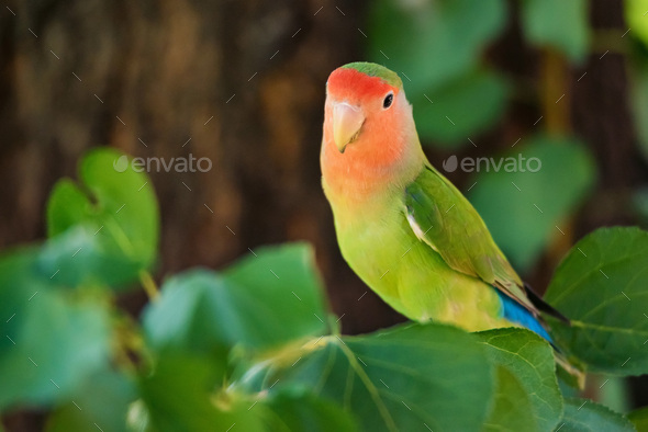 Rosy-faced lovebird or Agapornis roseicollis perches on branch close up - Stock Photo - Images