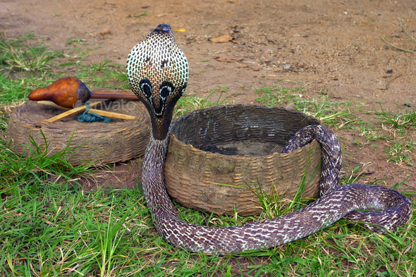 Indian cobra or Naja