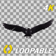 American Eagle - USA Flag - Flying Transition - V - 174