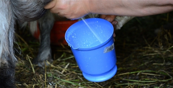 Milking Goat 1