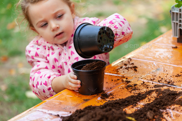 View of toddler child planting young beet seedling in to a ferti - Stock Photo - Images